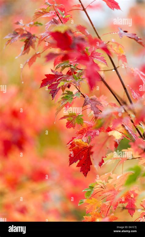 Fall foliage norway maple trees hi-res stock photography and images - Alamy