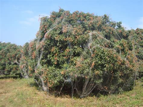 Off Season Production Of Litchi In South India For Crop Diversification ...