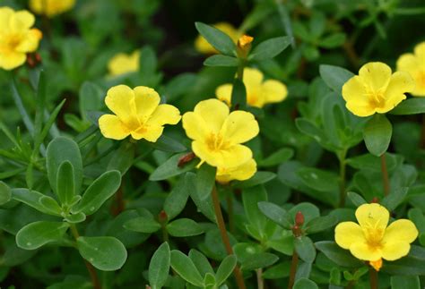 Weed Wednesday: Purslane - ExperiGreen