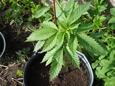 File:Cannabis Sativa.JPG - Wikipedia