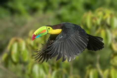 Toucan in flight - Jim Zuckerman photography & photo tours