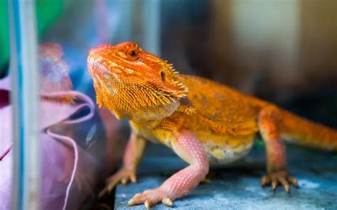 Bearded Dragon Tank Size - All You Need to Know - Reptile Jam