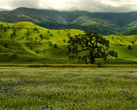 Tejon Ranch Conservancy Blog: Managing Grasslands on Tejon Ranch: The ...