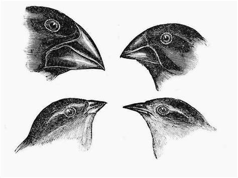 Supermyths: Darwin's Finches are Another Supermyth