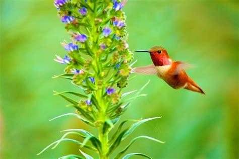 Hummingbird flying beside purple flowering plant at daytime in ...