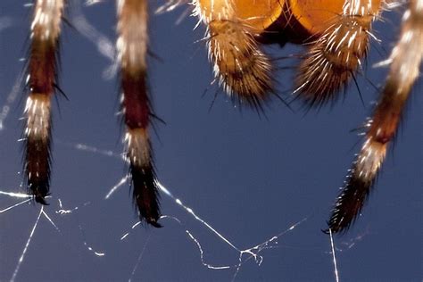 Spider feet! by Carl_Reid, via Flickr | Hands and Feet | Pinterest | Spider