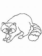 Free Printable Raccoon Coloring Pages For Kids sketch template