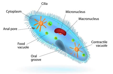 Structure of a paramecium | Protists, Medical anatomy, Apologia biology