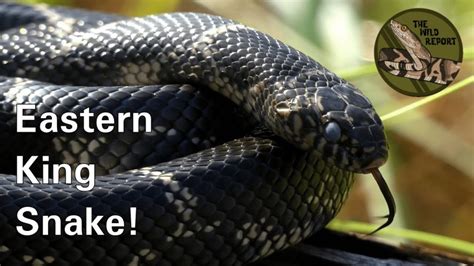 4 Types of Kingsnakes & Milksnakes in North Carolina! – Nature Blog Network