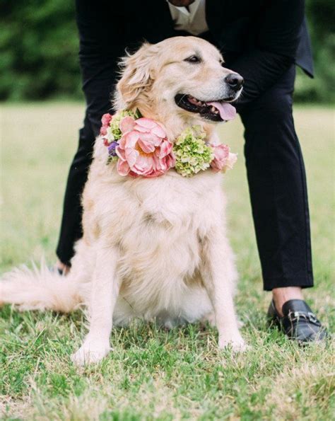 23 Wedding Flower Ideas That Are Just Really Pretty | Dog wedding, Wedding pets, Wedding flowers