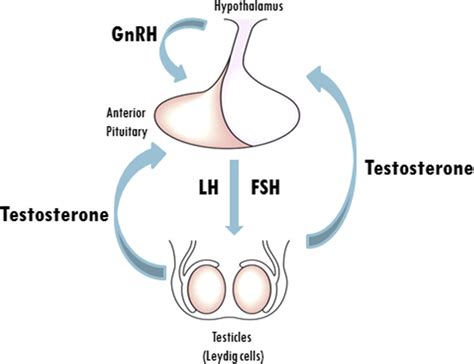 Physiology of the Hypothalamic Pituitary Gonadal Axis in the Male ...