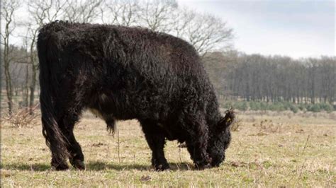 Galloway Cattle | Animal Abundance