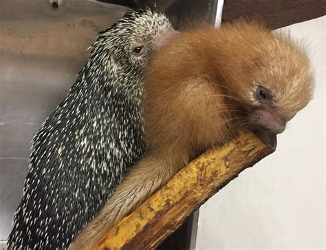 Lehigh Valley Zoo Announces Birth of Prehensile-Tailed Porcupine - Lehigh Valley Zoo