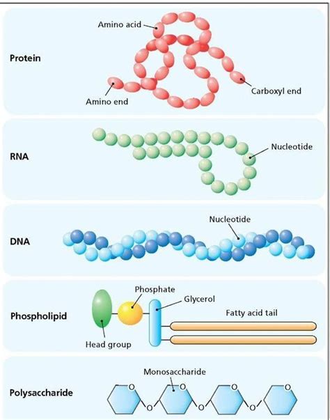 Macromolecules of the cell. Protein is made from amino acids linked together to form a long ...