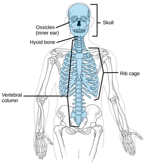 38.1: Types of Skeletal Systems - Biology LibreTexts