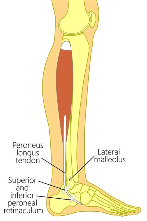 Peroneus Longus Muscle: Anatomy, Injury, and Treatment