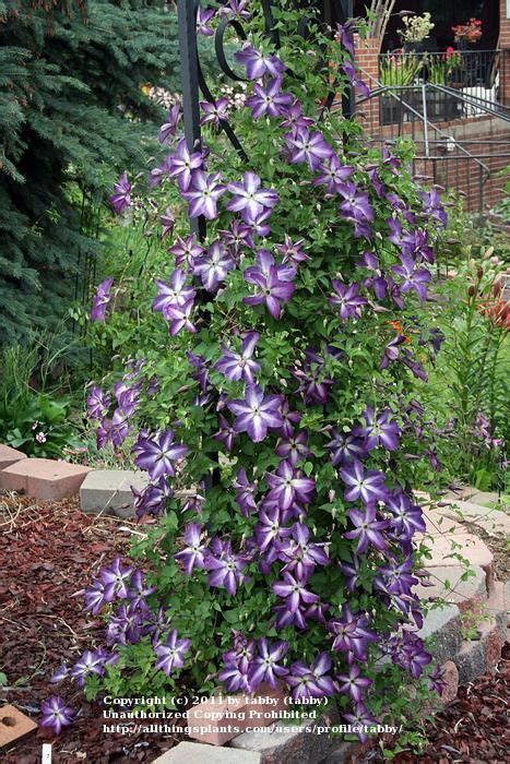 Clematis: Plant Care and Collection of Varieties - Garden.org Clematis Care, Clematis Plants ...