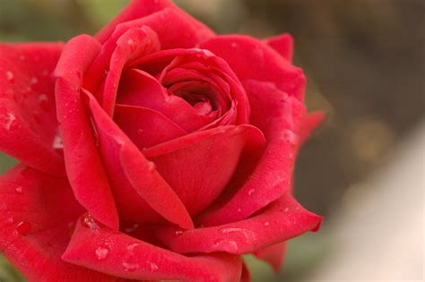 Understanding Hardiness Zones for Roses | Easy Elegance