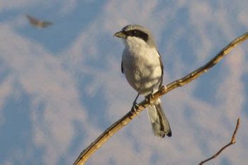 Birds - Death Valley National Park (U.S. National Park Service)