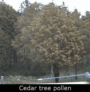 cedar tree | Tag | PrimoGIF