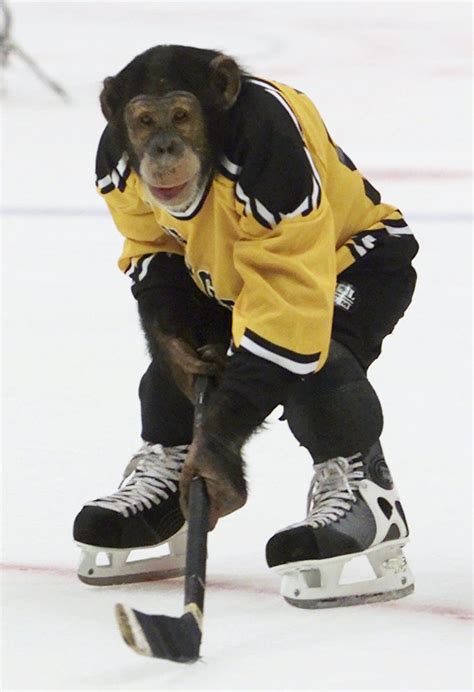 Best and Worst Dressed Monkeys: IKEA Monkey, Bubbles & More (PHOTOS) | Hockey pictures, Hockey ...