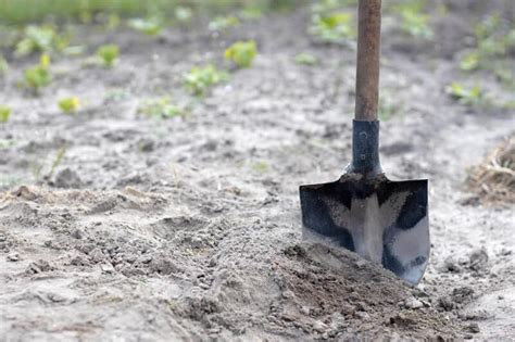 Gardening on Sandy Soil: 4 Ways to Improve Sandy Soil and What to Plant