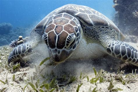 Green Sea Turtle Facts - CRITTERFACTS