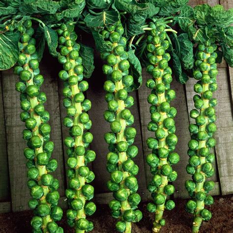 Brussels Sprout Evesham Special | Pack of 15 Plug Plants