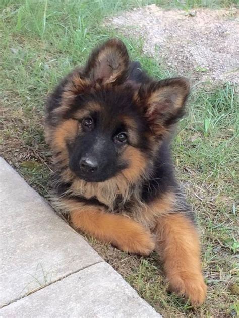 Long Haired German Shepherd Puppy