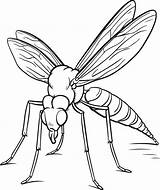 Mosquito Insekten Pages Insecten Owady Kleurplaten Ausmalbilder  sketch template