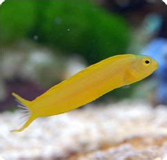 Canary Blenny, Yellow Forktail Blenny - Meiacanthus oualanensis | Marine aquarium, Canary, Lion fish