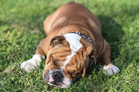 English bulldog sleeping 22860576 Stock Photo at Vecteezy