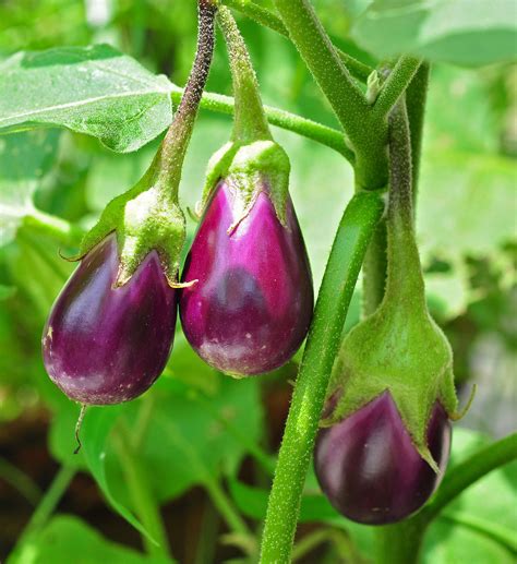 Plant Guide: Eggplant ~ Bees and Roses