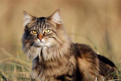 Domestic Longhaired Cat vs Australian Mist - Breed Comparison