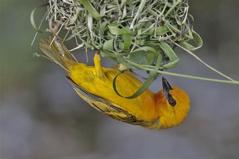 Ghana Unique 17 Days Birding & Wildlife Tour - Birding by Locals