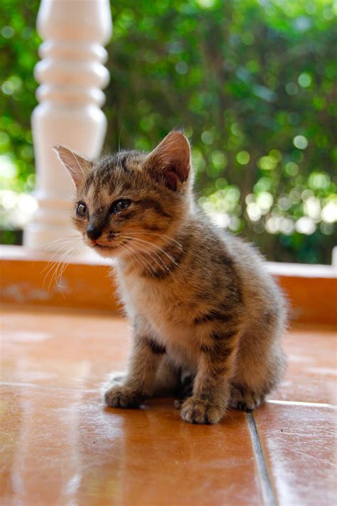 Free picture: cat, cute, portrait, animal, outdoor, kitten, young ...