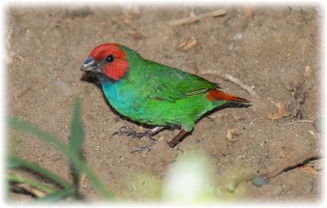 Bird watching on Fiji - Fiji Parrotfinch