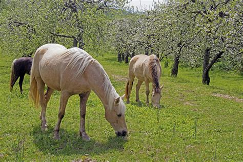 Plant Neurotoxicity in Horses - Symptoms, Causes, Diagnosis, Treatment, Recovery, Management, Cost