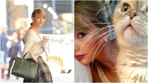 Taylor Swift Cats