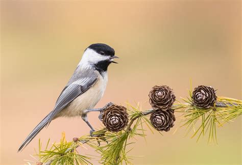 Perch Birds :: Stock Wildlife Images including Loon Images, Moose Images and much more.