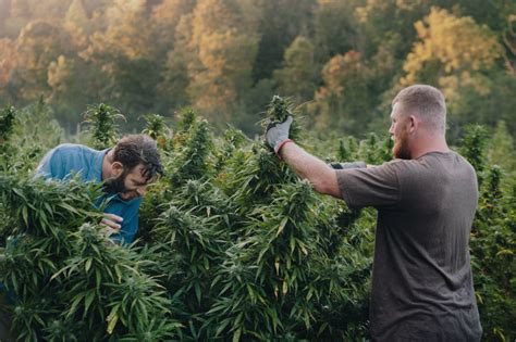 When to Harvest Cannabis— A Complete Guide | Cannabis Community College