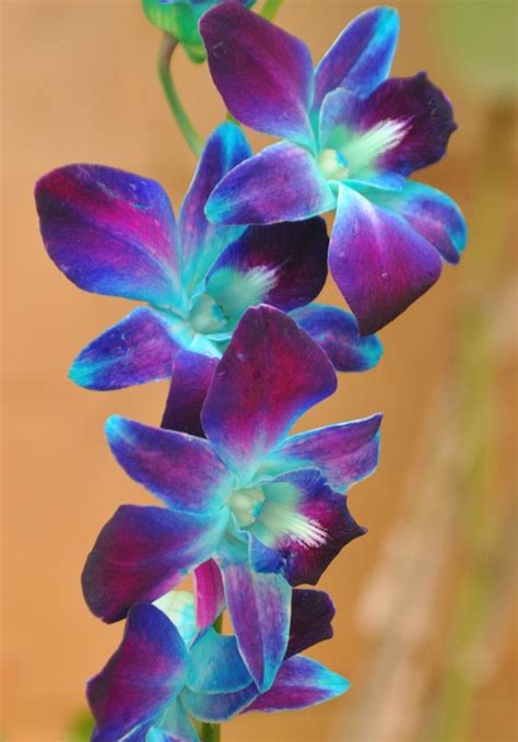 Blue Orchid Flowers - a photo on Flickriver | Blue orchid flower ...