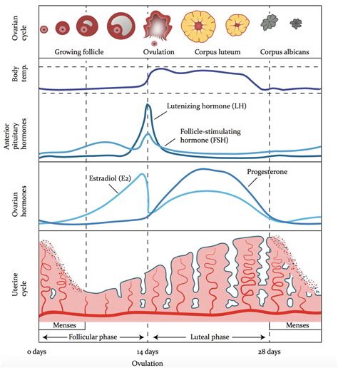 Menstrual Cycle Chart, Ovarian Follicle, Anterior Pituitary, Basal Body ...