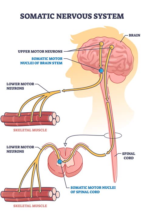 Somatic Nervous System | Nervous system anatomy, Nervous system ...