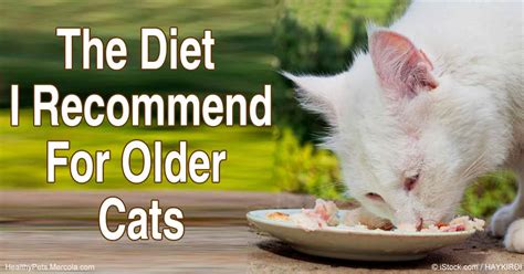 Recommended Diet for Older Cats