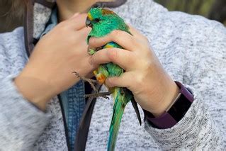 Mulga Parrot male | An Introduction to Bird Banding Birds Au… | Flickr
