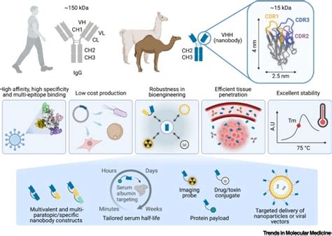 Nanobodies as a powerful platform for biomedicine: Trends in Molecular Medicine