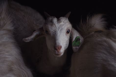 White Goat with Green Ear Tag · Free Stock Photo