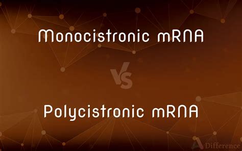 Monocistronic mRNA vs. Polycistronic mRNA — What’s the Difference?