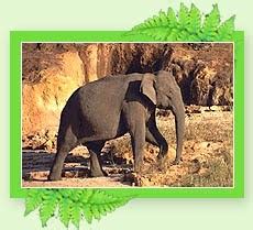 WILDLIFE SANCTUARIES ~ Go kerala